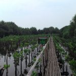 5 Hal Yang Bisa Kalian Lakukan di Hutan Mangrove, Pantai Indah Kapuk