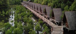 5 Hal Yang Bisa Kalian Lakukan di Hutan Mangrove, Pantai Indah Kapuk