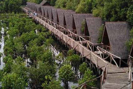 5 Hal Yang Bisa Kalian Lakukan di Hutan Mangrove, Pantai Indah Kapuk