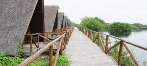 5 Hal Yang Bisa Kalian Lakukan di Hutan Mangrove, Pantai Indah Kapuk