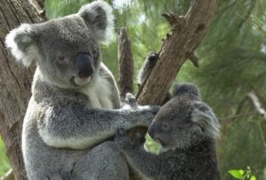Koala, Mamalia Gemas Ternyata Buas!