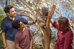Koala, Mamalia Gemas Ternyata Buas!