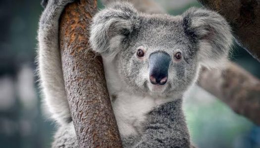 Koala, Mamalia Gemas Ternyata Buas!