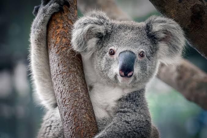Koala, Mamalia Gemas Ternyata Buas!
