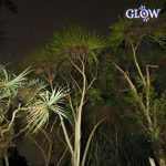 Tampilan Baru Kebun Raya Bogor, Cocok Untuk Malam Mingguan