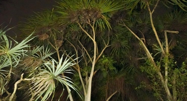 Tampilan Baru Kebun Raya Bogor, Cocok Untuk Malam Mingguan