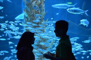 Jakarta Aquarium, Wisata Hits yang Instagramable Banget!